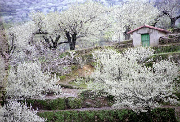 viaje al valle del jerte