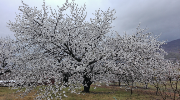 Cerezo en flor 12222